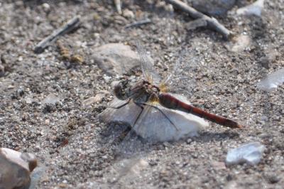 <i>Sympetrum sanguineum</i>