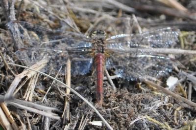 <i>Sympetrum sanguineum</i>