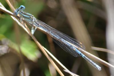 <i>Platycnemis pennipes</i>