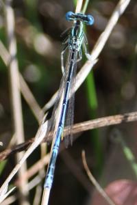 <i>Platycnemis pennipes</i>