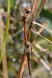 <i>Sympetrum striolatum</i>