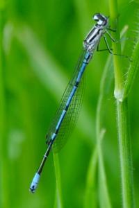 <i>Coenagrion puella</i>