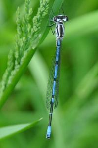<i>Coenagrion puella</i>