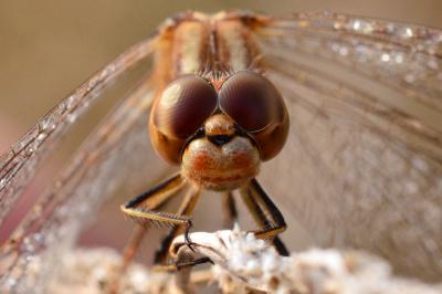 <i>Sympetrum meridionale</i>