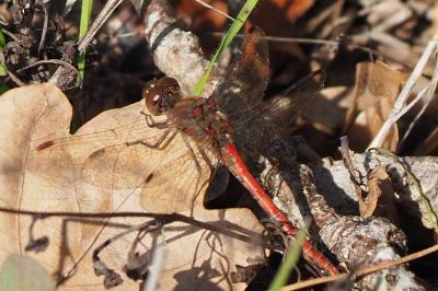 <i>Sympetrum striolatum</i>