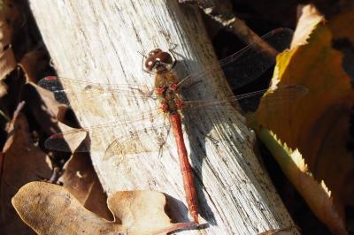 <i>Sympetrum striolatum</i>