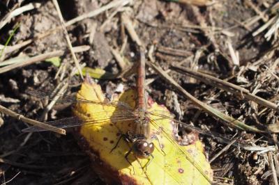 <i>Sympetrum striolatum</i>
