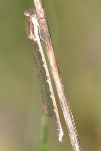 <i>Sympecma fusca</i>