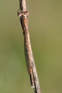 <i>Sympecma fusca</i>