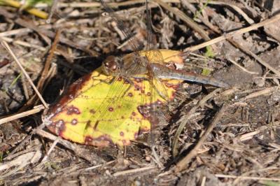 <i>Sympetrum striolatum</i>