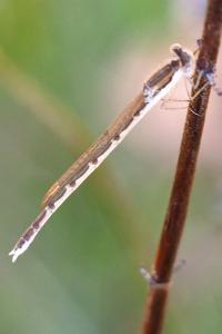 <i>Sympecma fusca</i>