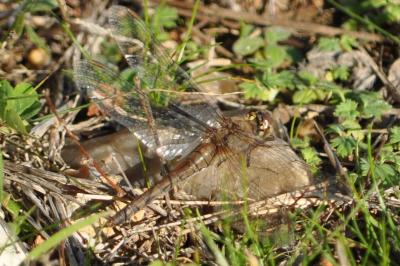 <i>Sympetrum</i>