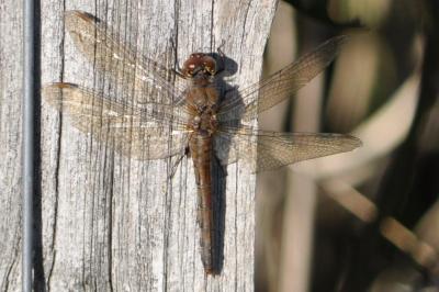 <i>Sympetrum</i>