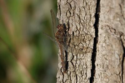 <i>Sympetrum striolatum</i>