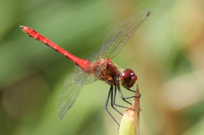 <i>Sympetrum sanguineum</i>