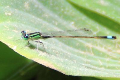 <i>Ischnura elegans</i>