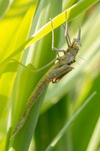 <i>Calopteryx</i>