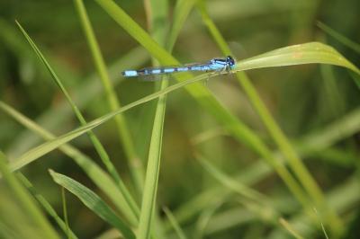 <i>Enallagma cyathigerum</i>