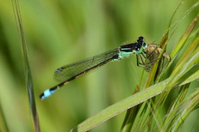 Ischnura elegans