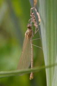 <i>Calopteryx splendens</i>