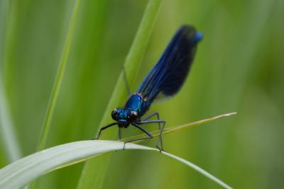 <i>Calopteryx splendens</i>