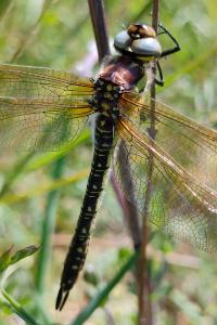 <i>Brachytron pratense</i>