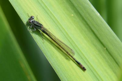 <i>Ischnura elegans</i>