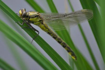 Gomphus vulgatissimus