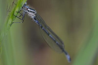 <i>Coenagrion puella</i>