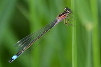 Ischnura elegans