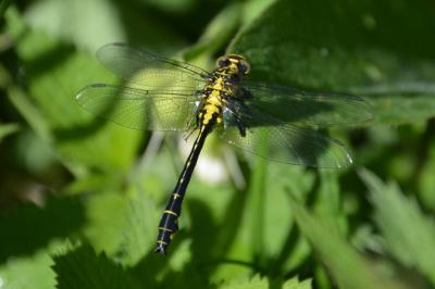 Gomphus vulgatissimus