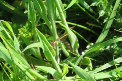 <i>Platycnemis acutipennis</i>