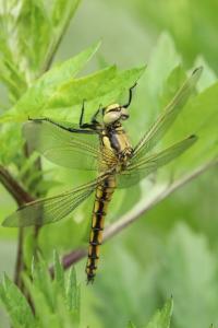 <i>Orthetrum cancellatum</i>