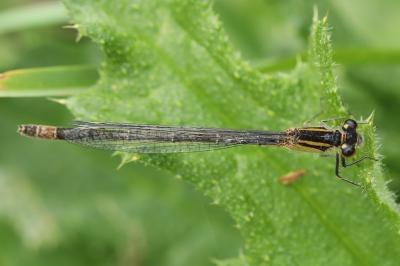 <i>Ischnura elegans</i>