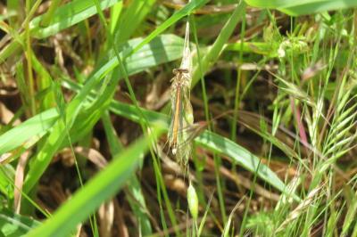 Platycnemis acutipennis