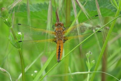 <i>Libellula fulva</i>