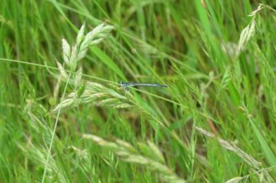 <i>Platycnemis pennipes</i>