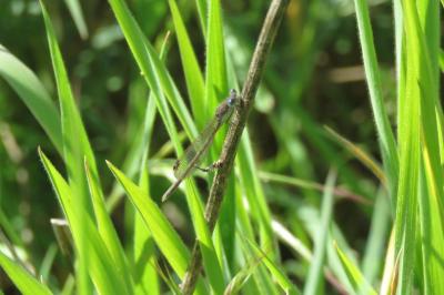 <i>Sympecma fusca</i>