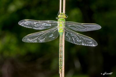 Anax imperator