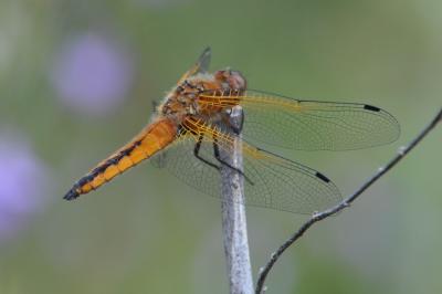 Libellula fulva