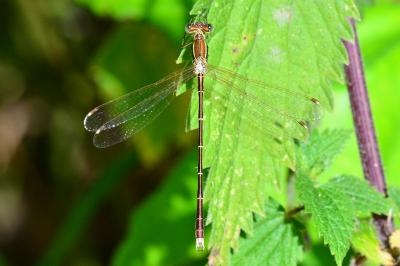 Lestes barbarus