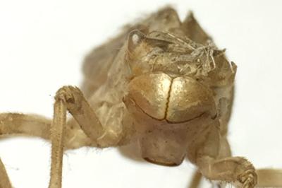 Orthetrum cancellatum