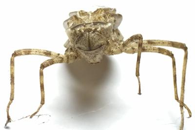 Epitheca bimaculata