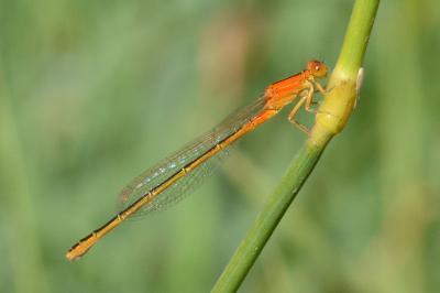 Ischnura pumilio