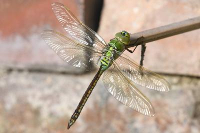 Anax imperator