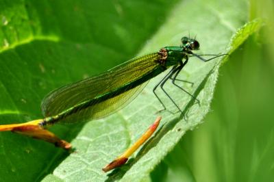 Calopteryx splendens