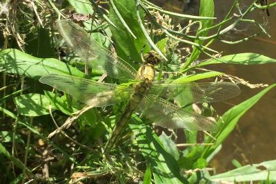 Orthetrum cancellatum