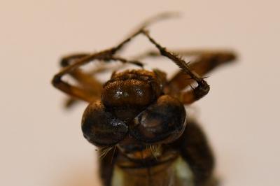 Orthetrum cancellatum
