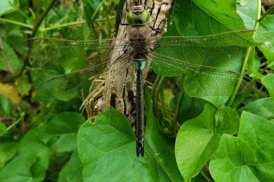Anax parthenope