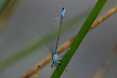 Ischnura elegans